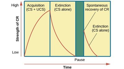 Acquisition, extinction, and spontaneous recovery curve