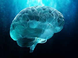 Illustration of a human brain