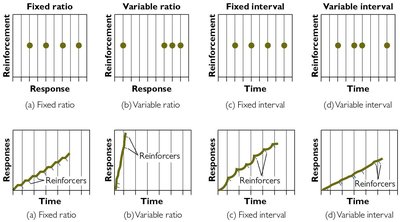 Four major reinforcement schedules and their response patterns