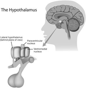 Diagram of the hypothalamus and its role in hunger