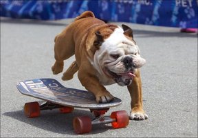 Bulldog skateboarding, illustrating positive reinforcement and shaping