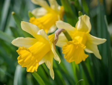 Daffodils, symbolically linked to narcissism