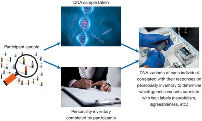 Diagram of genetic association study for personality