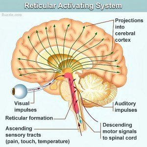 Diagram of the Reticular Activating System in the brain