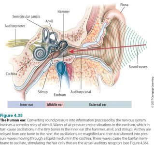 Diagram of the human ear showing external, middle, and inner ear structures