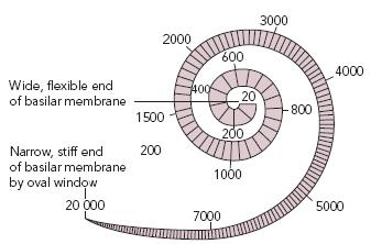 Diagram showing wave traveling down the basilar membrane