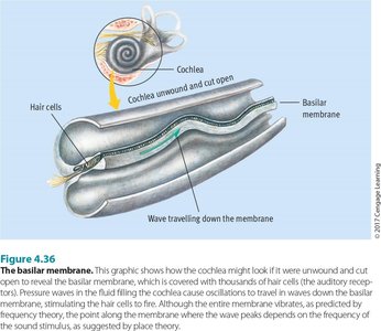 Diagram of the basilar membrane in the cochlea, showing frequency mapping