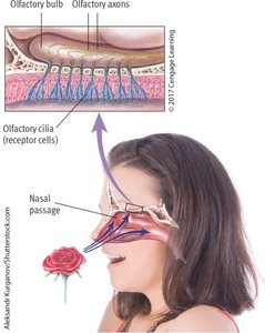 Diagram of olfactory system showing cilia, olfactory bulb, and neural pathway