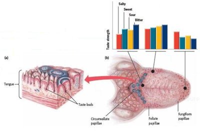 Diagram of tongue showing taste buds and papillae