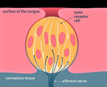 Close-up diagram of a taste bud and taste receptor cells