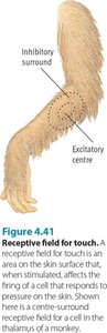Diagram of receptive field for touch, showing excitatory center and inhibitory surround