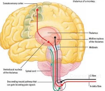 Diagram of pain pathways in the brain and spinal cord