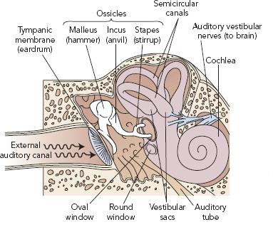 Diagram of the inner ear showing semicircular canals and vestibular system