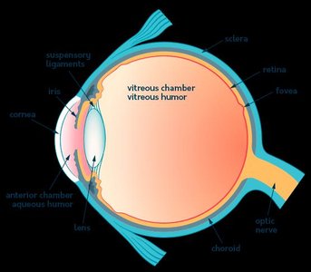 Diagram of the human eye showing cornea, lens, retina, and other structures