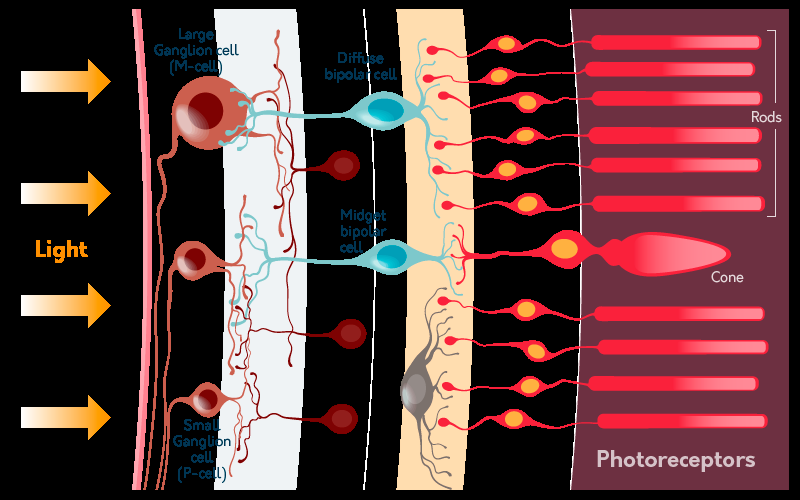 Diagram of the retina's cellular layers, including photoreceptors, bipolar cells, and ganglion cells