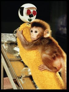 Harlow's monkey experiment with cloth mother