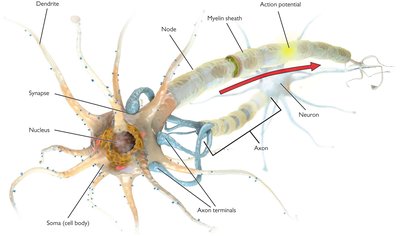 Neuron structure