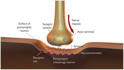 Synaptic transmission diagram