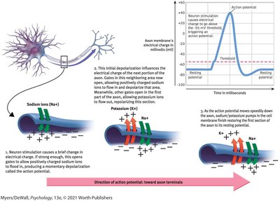 Action potential graph