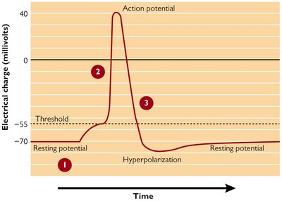 Action potential propagation