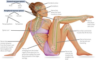 Central and peripheral nervous system diagram
