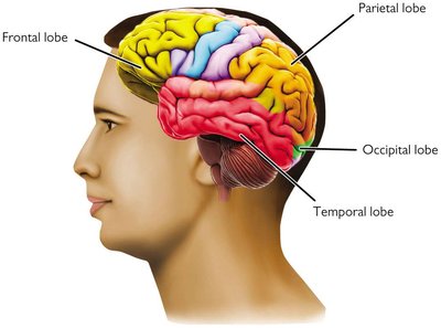 Cerebral cortex lobes