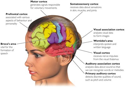 Frontal lobe functions