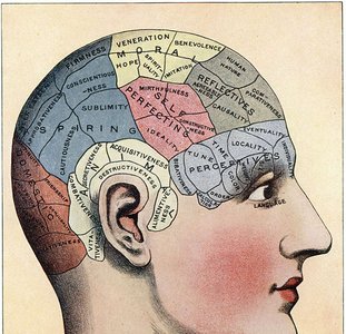 Phrenology diagram