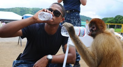 A spider monkey drinking water from a plastic bottle by imitating a human