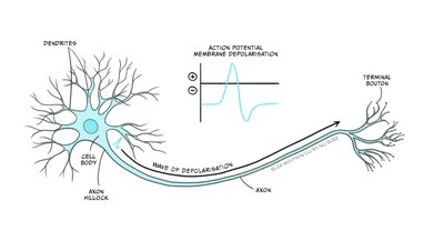 Diagram of a neuron and action potential