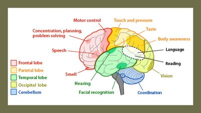Labeled diagram of brain lobes and functions
