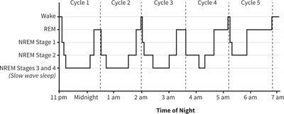 Sleep stages and cycles throughout the night