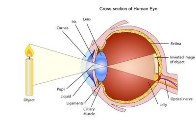 Cross section of the human eye