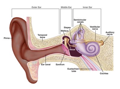 Anatomy of the human ear