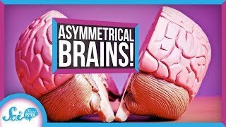 Asymmetrical brains illustration