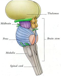 Diagram of the brainstem showing the medulla, pons, midbrain, thalamus, and spinal cord