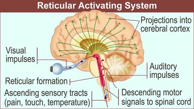 Diagram of the reticular activating system and its projections