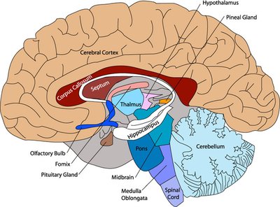 Diagram of the brain showing the thalamus and other structures