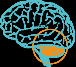 Cerebellum highlighted in a brain diagram