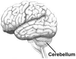 Cerebellum labeled in a brain illustration