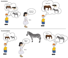 Diagram illustrating assimilation and accommodation with animals