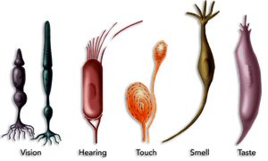 Illustration of sensory receptors for vision, hearing, touch, smell, and taste