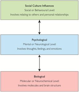 Levels of analysis in psychology: social-cultural, psychological, biological