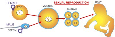 Diagram of sexual reproduction from egg and sperm to baby