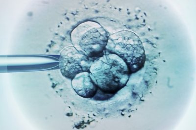 Gene editing in embryo using CRISPR