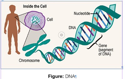 Diagram showing DNA, chromosomes, and genes inside a cell