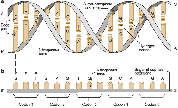 DNA double helix structure with base pairing and codons