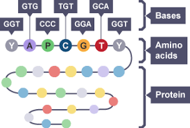 Diagram showing codons, amino acids, and protein synthesis