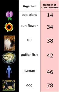 Table comparing chromosome numbers in different species