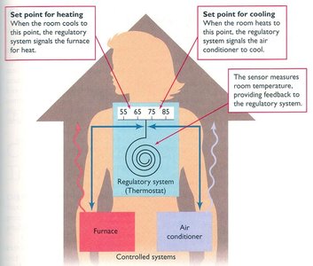 homeostasis diagram